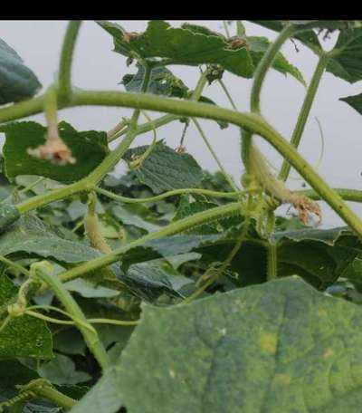 Downy Mildew of Cucurbits - Cucumber