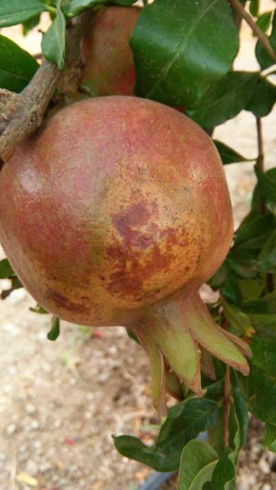 Sunburn - Pomegranate