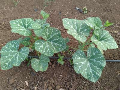 Flea Beetles - Pumpkin