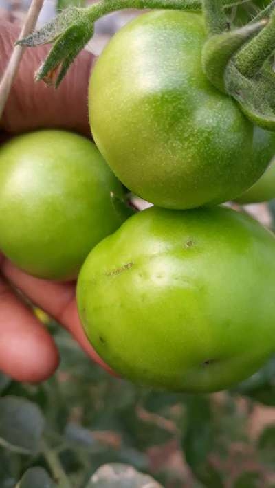 Bacterial Canker of Tomato - Tomato