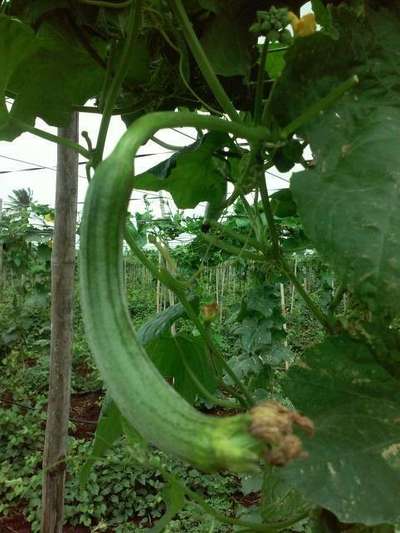 Brown Mite - Cucumber