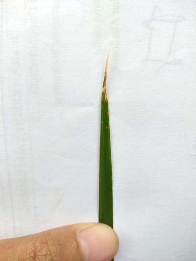 Brown Spot of Rice - Rice