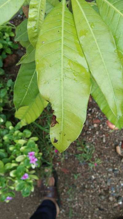 Nitrogen Deficiency - Mango