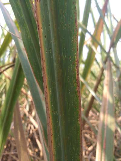 Potassium Deficiency - Sugarcane