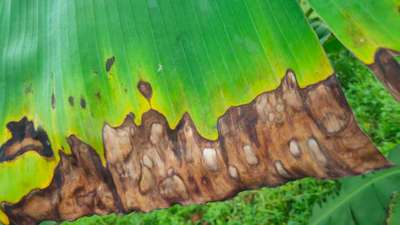 Leaf Blotch of Banana - Banana