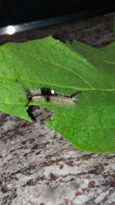 Hairy Caterpillars - Brinjal