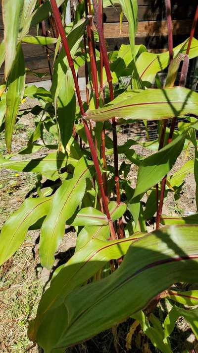 Maize Bushy Stunt Phytoplasma - Maize