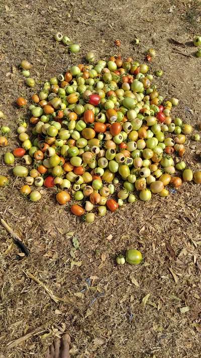 ಹೂವು ಬಿಡುವ ಕೊನೆಯಲ್ಲಿ ಕೊಳೆಯುವುದು - ಟೊಮೆಟೊ