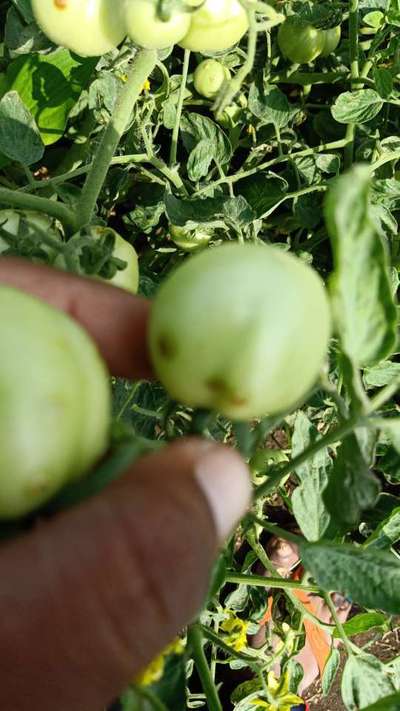 Leaf Miner Flies - Tomato