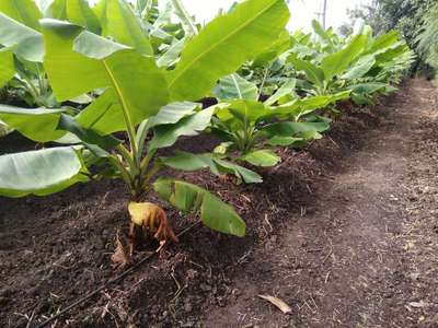 ಬಂಚಿ ಟಾಪ್ ವೈರಸ್ - ಬಾಳೆಹಣ್ಣು