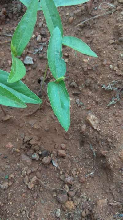 Spider Mites - Black & Green Gram