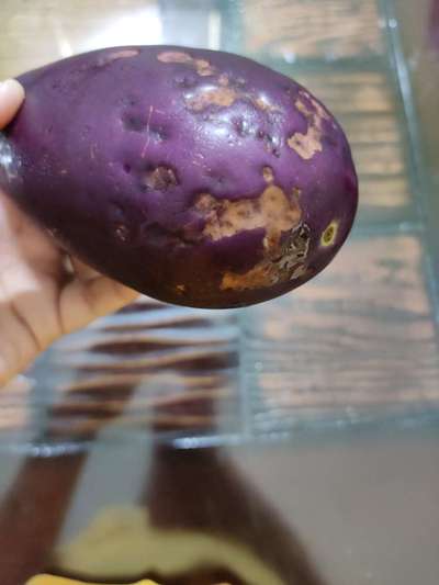 Phomopsis Blight - Brinjal