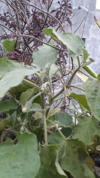 Botrytis Blight - Brinjal