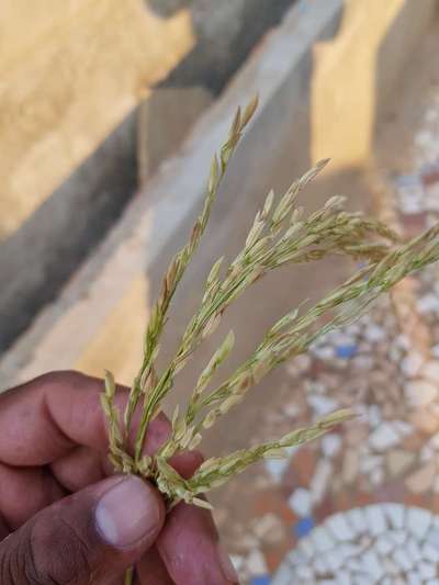 Rice Panicle Mite - Rice