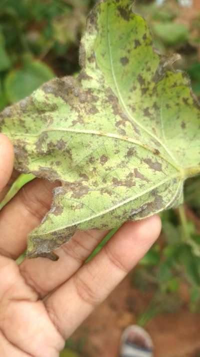 Downy Mildew - Cotton