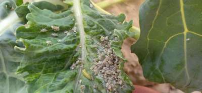 Aphids - Cabbage