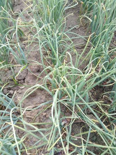 Boron Deficiency - Onion