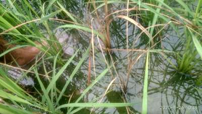 Yellow Stem Borer - Rice