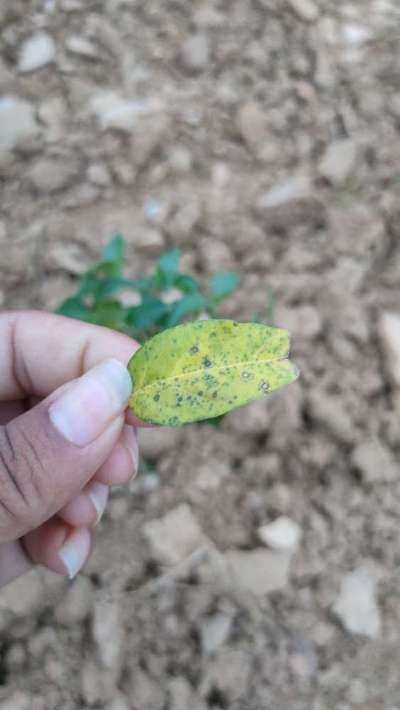 Chilli Cercospora Leaf Spot - Capsicum & Chilli