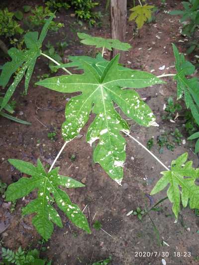 Magnesium Deficiency - Papaya