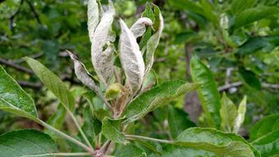 Boron Deficiency - Apple