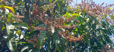 ಪಪ್ಪಾಯ ಮತ್ತು ಮಾವಿನ ಚುಕ್ಕೆ ರೋಗ (ಆಂಥ್ರಾಕ್ನೋಸ್) - ಮಾವು