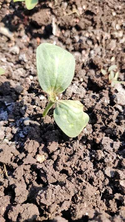 Spider Mites - Melon