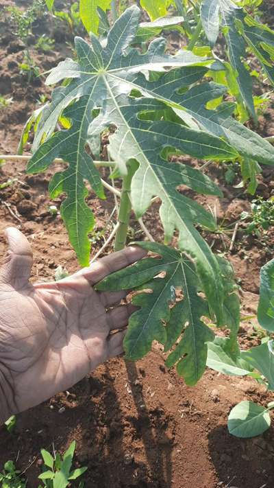 Potassium Deficiency - Papaya