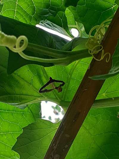 পাতা খেকো গুবরে পোকা - কুমড়া