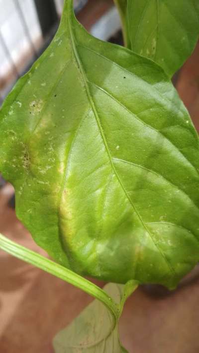 Leafcutter Bees - Capsicum & Chilli