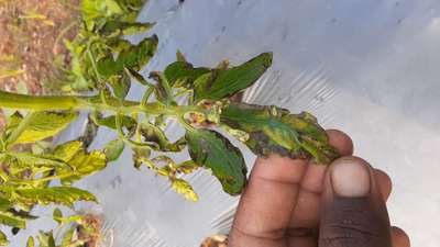 Aphids - Tomato