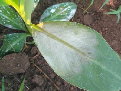 Powdery Mildew - Banana