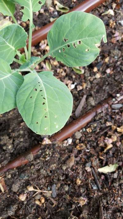 Flea Beetles - Cabbage