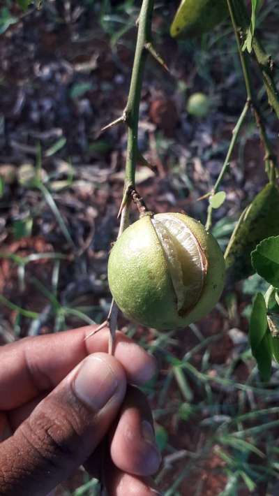 Fruit Cracking - Citrus