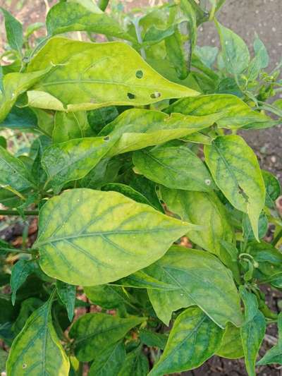 Magnesium Deficiency - Capsicum & Chilli