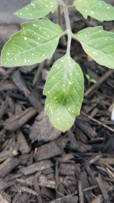 Flea Beetles - Tomato