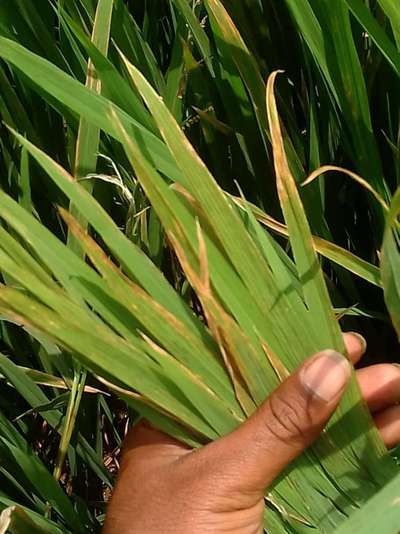 Potassium Deficiency - Rice