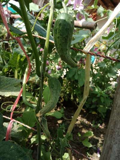 Boron Deficiency - Cucumber