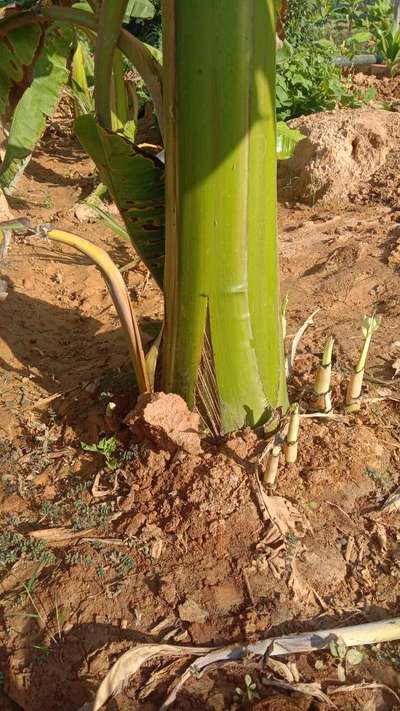 ಬಾಳೆಹಣ್ಣಿನ ಬ್ಯಾಕ್ಟೀರಿಯಾ ಸಾಫ್ಟ್ ರಾಟ್ - ಬಾಳೆಹಣ್ಣು