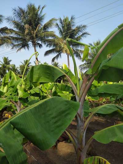 சுண்ணாம்புச் சத்து பற்றாக்குறை (கால்சியம் பற்றாக்குறை) - வாழைப் பழம்