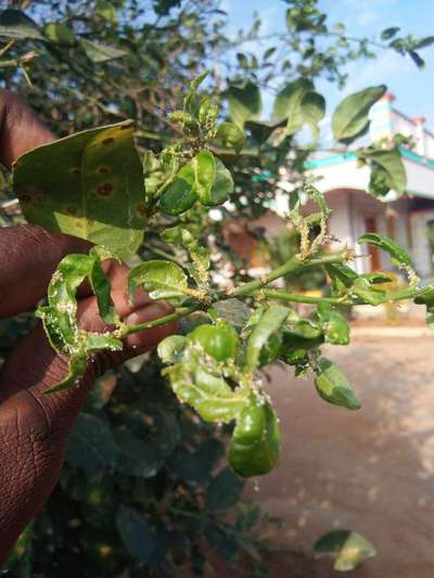 పేను బంక - నిమ్మజాతి