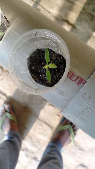 Sulfur Deficiency - Tomato