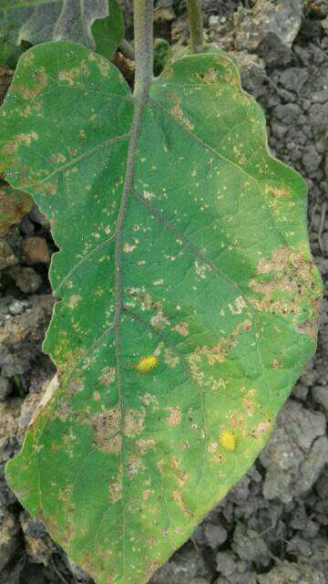 Cercospora Leaf Spot of Beet - Brinjal