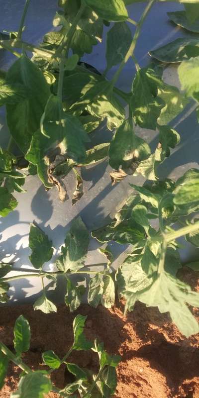 Tomato Late Blight - Tomato