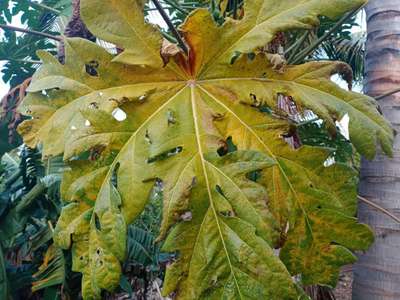 Sulfur Deficiency - Papaya