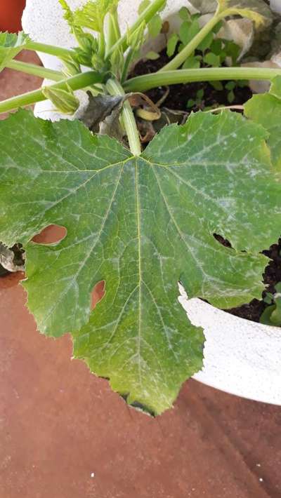 Powdery Mildew - Zucchini