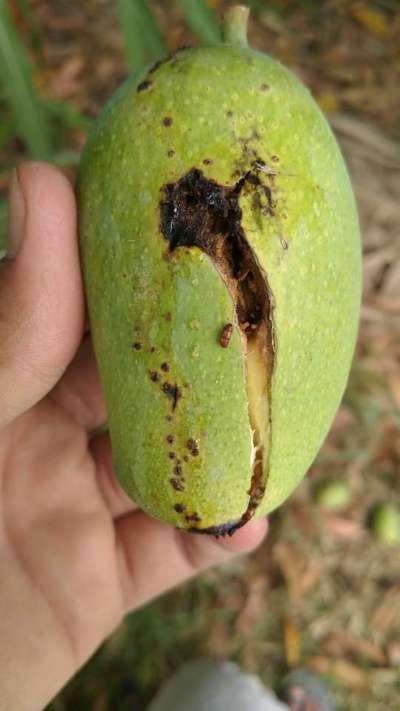 Fruit Cracking - Mango