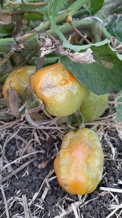 Boron Deficiency - Tomato