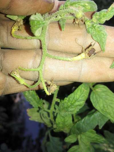 Botrytis Blight - Tomato