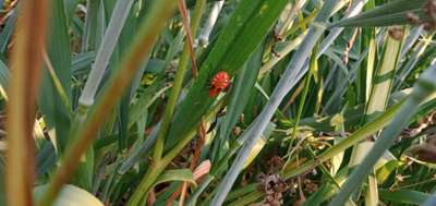 Red Cotton Bug - Wheat